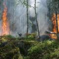 incendi-boschivi-immagine-ispra