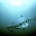 ©-Gilbert-Van-Ryckevorsel-WWF-Canada