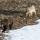 Un orso e un lupo camminano vicini alla neve