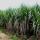 Campo coltivato a canna comune - arundo donax