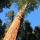 Albero di sequoia ripreso dal basso
