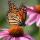 Farfalla monarca posata su un fiore