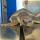 La tartaruga salvata nel centro Cts di Linosa