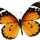 Farfalla