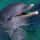 Delfino in cattività in delfinario