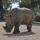 Rinoceronte africano corno bracconaggio