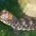 Congo, il coccodrillo nano è nato nel Safari Ravenna. La sua specie è a rischio.