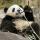 Panda-mangia-bambù