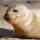 cucciolo-foca