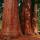 sequoie