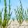 salicornia