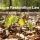 nature-restoration-law