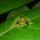 Boophis_bottae_Betampona_