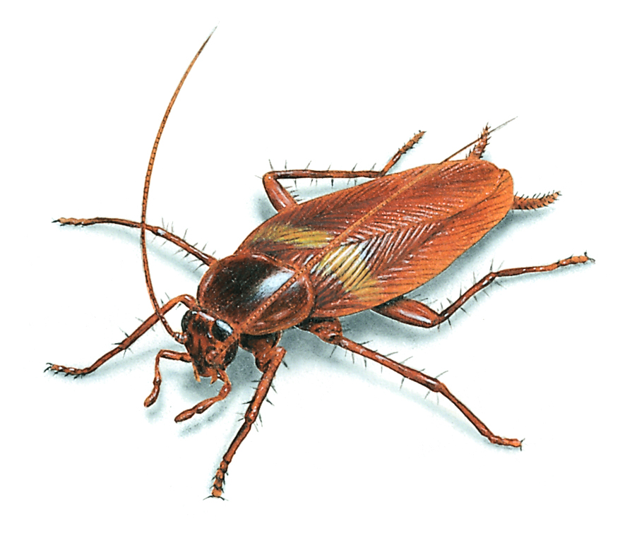 brown-cockroach-illustration912x762.jpg