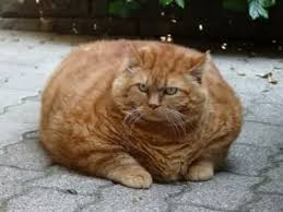 gatto-grasso.jpg