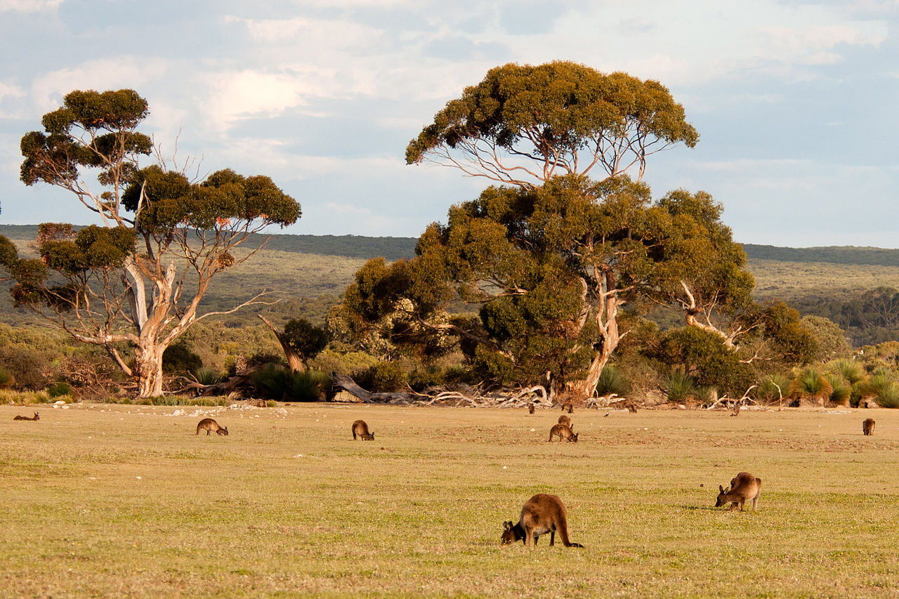 kangarooislandkangaroos.jpg