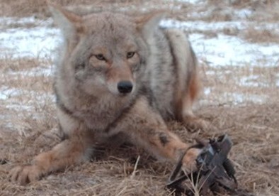 Animalìe. Il Minambiente: “Nessuna autorizzazione a trappole per lupi”