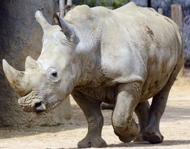 rinocerontebianconord.jpg