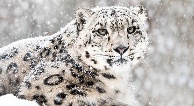 Animalìe. A rischio il leopardo delle nevi, censiti 953 individui | e-gazette