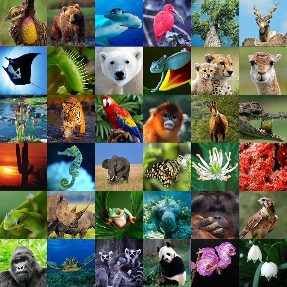 biodiversity.jpg