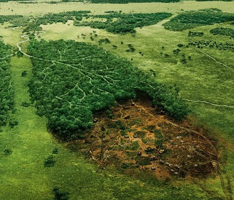 deforestazione-2.jpg