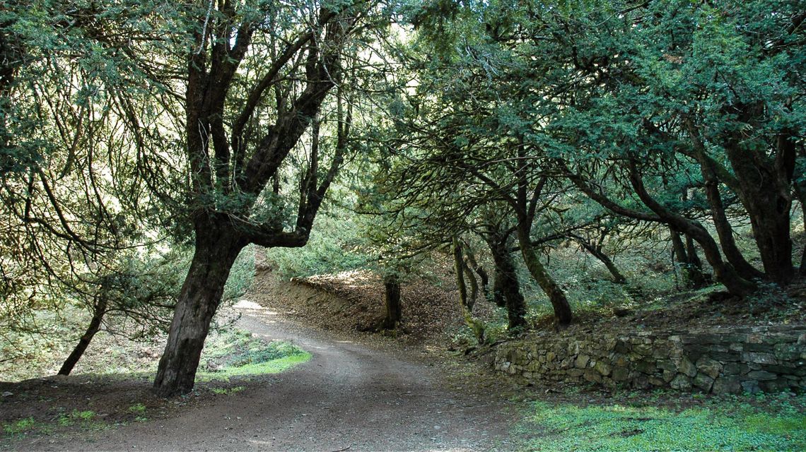 2026-08-21-foresta-burgossardegna.jpg